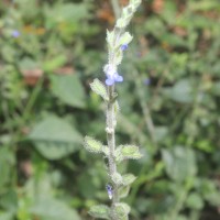 Salvia misella Kunth